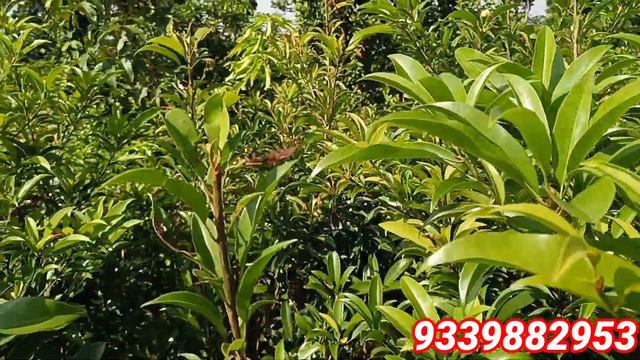 Chikku Plant Nursery For Sale/ Chikku Farming Process/ Kali pati Chikku/ Thai Chikku/ Fruit Plant смотреть онлайн