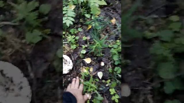 Как найти грузди смотреть онлайн