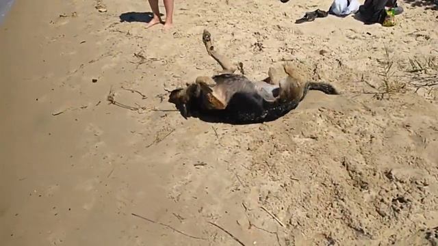 Река Дон, он шикарен Вот и лето прошло смотреть онлайн