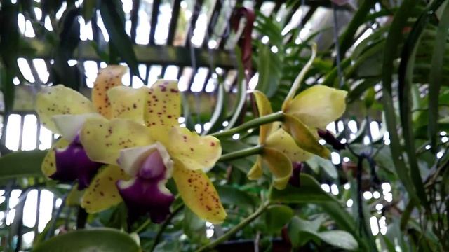 Cattleya Siamese Doll 'Kiwi' ~~~ Hoya wayetii смотреть онлайн
