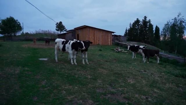 РЕМОНТ ДЕРЕВЕНСКОГО ДОМА _ НАЧИНАЮ ПОДНИМАТЬ ПЕРВЫЙ УГОЛ смотреть онлайн