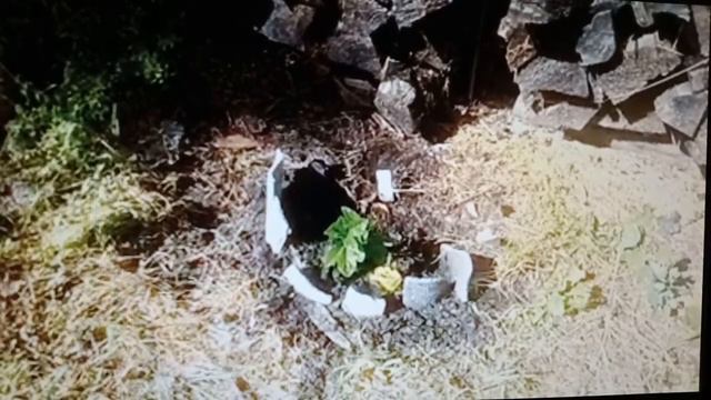 В Беларуси растёт и зимует в открытом грунте Маракуйя Северная. смотреть онлайн