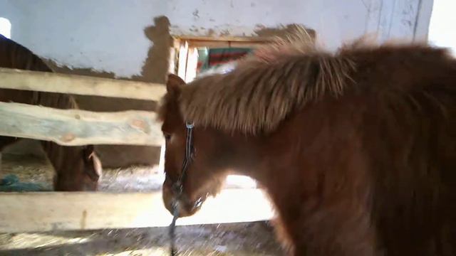 приручение дикой лошади смотреть онлайн