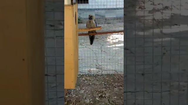 попугай пенантовая розелла вид голубой смотреть онлайн