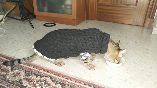 Зачем коту теплая одежда смотреть онлайн