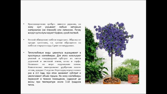 ЦЕАНОТУС смотреть онлайн