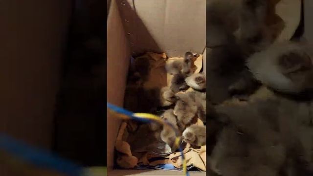 Khaki Campbell Duck | Duck Farm