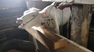 Тимпания рубца у коровы Советуем его посмотреть!