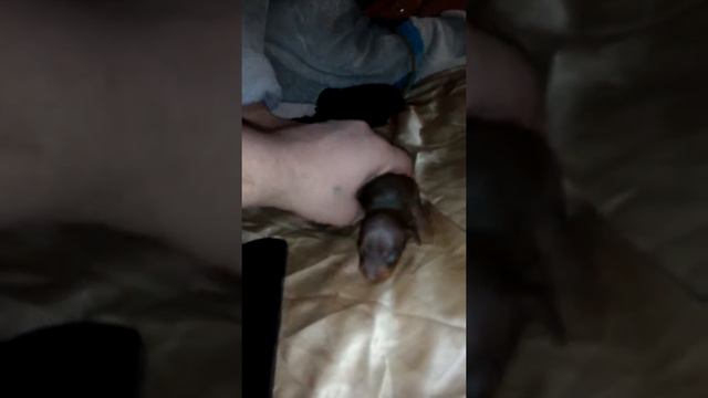 Щенки тоя 2 смотреть онлайн