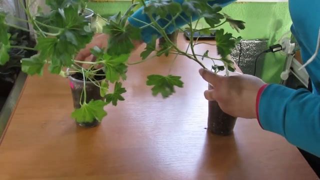 Как влияет КАСТОРОВОЕ масло на ГЕРАНЬ. РЕЗУЛЬТАТ НА ЛИЦО смотреть онлайн