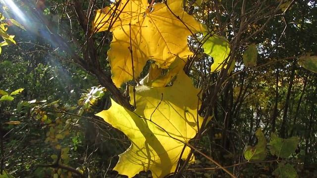 Осенние листья клёна смотреть онлайн