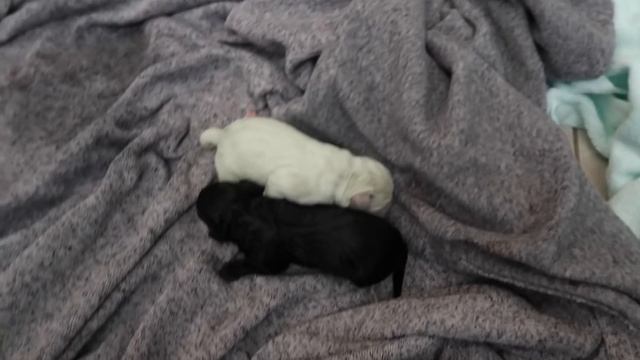 DAISY DUKE HAD 8 PUPPIES!! смотреть онлайн