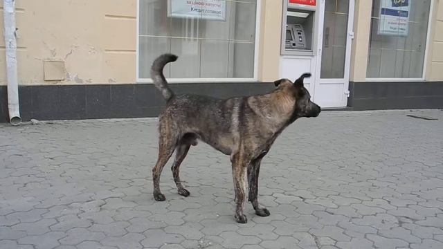 бездомный пес2 смотреть онлайн