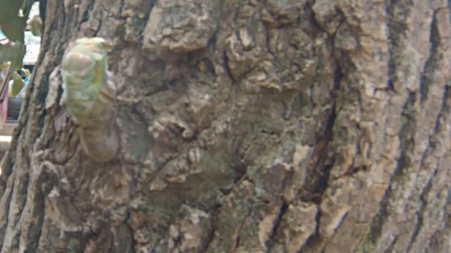 Цикада смотреть онлайн