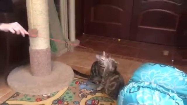 Игривые Сококе! смотреть онлайн