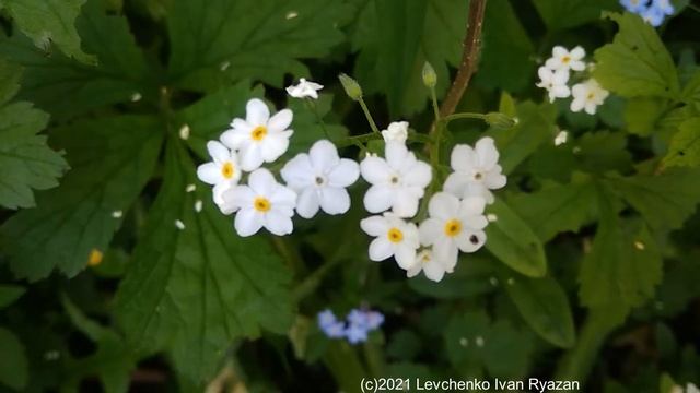Незабудка белая альпийская, май 2021 (видео Levuarden) смотреть онлайн