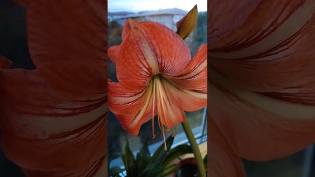 Амариллис/Музыка для души смотреть онлайн