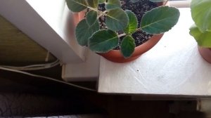 Как я проветриваю комнату, не открывая окно... Зимний мороз вреден для цветов((((