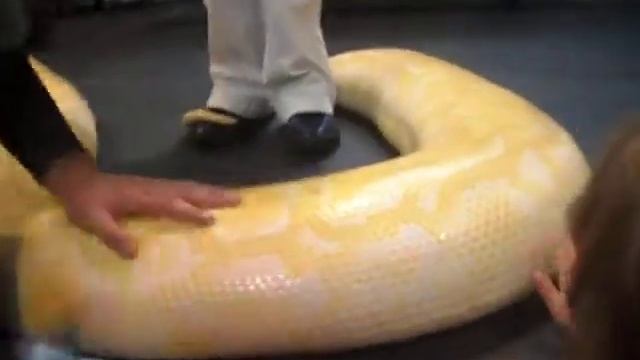 17 Sep 2011 Kids Convention - 15 ft + Albino Python смотреть онлайн