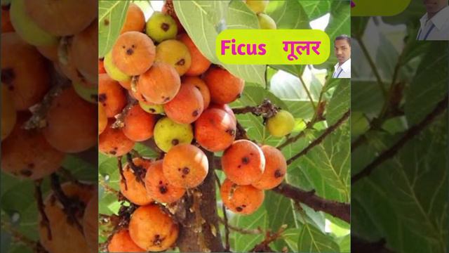 Shorts🔥"F" से शुरू होने वाले फलों के नाम Friuts name starting with "F" by All Study Research Centr смотреть онлайн