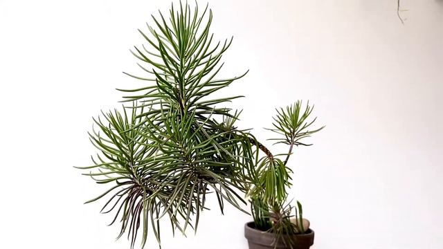 SENECIO BARBERTONICUS [Short Video Overview Without Commentary]