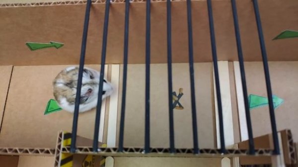 ?Hamster escapes the awesome maze for Pets in real life ? in Hamster stories Part 2