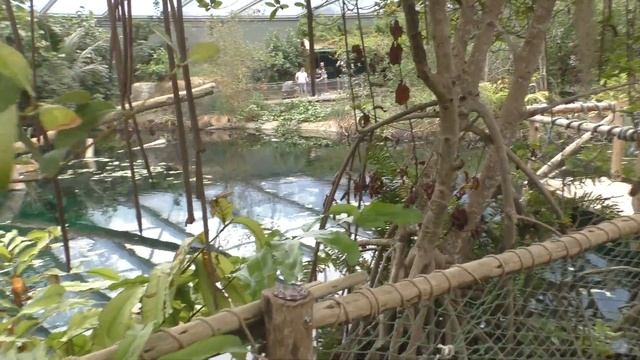 Павильон "Природа мангровых лесов". Бюргерс-ЗОО. Нидерланды. смотреть онлайн