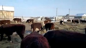 Забой КРС, на бойне быки,  Продажа КРС, бки, бычки, телки, нетели, телята, коровы.