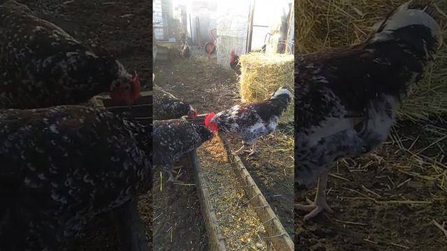 Ливенские ситцевые.