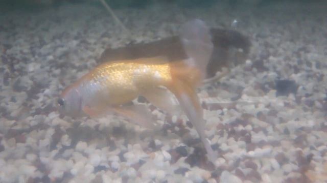 Big Python Cute Baby Ranchu Goldfish Molly Ping Pong Angelfish Cichlid Koi Carp Fish animals Videos смотреть онлайн