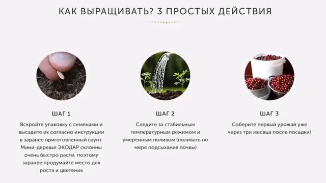 Фруктовые мини-деревья "Домашний Фермер" смотреть онлайн