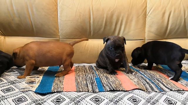 Стаффордширский бультерьер мальчики 03/2020 смотреть онлайн