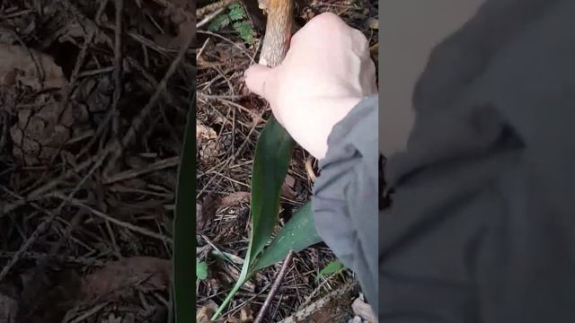 Подберёзовик. смотреть онлайн