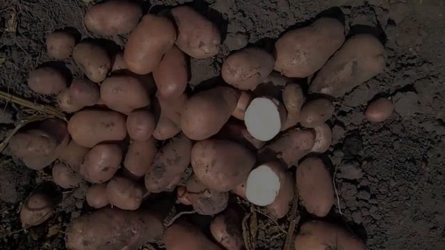 Сорт Картошки Беллароза смотреть онлайн