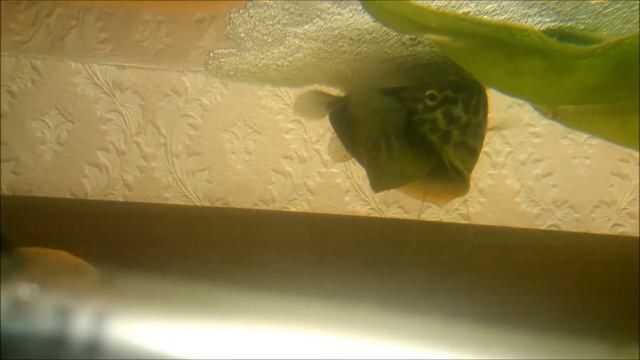 нерест голубых гурами день первый часть 2 смотреть онлайн