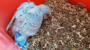 ? Самка волнистого попугая клюет, ощипывает птенцов