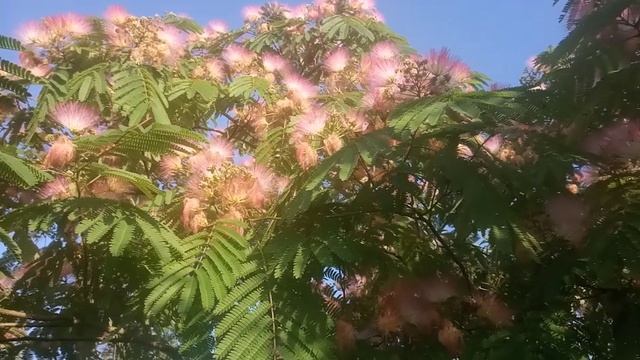 Акация Ленкоранская - розовое облако в саду. смотреть онлайн