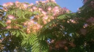 Акация Ленкоранская - розовое облако в саду.