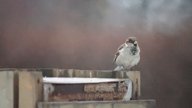 Sony A7II стабилизация 500мм с рук