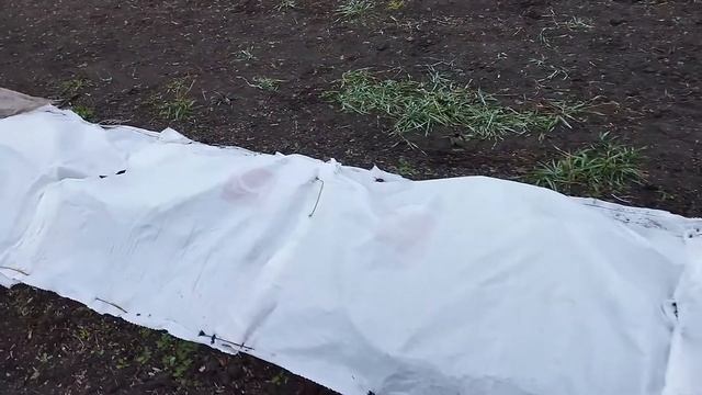 Как укрыть ежевику на зиму. Проверяем качество укрытия после нескольких дней подряд с сильным ветро смотреть онлайн