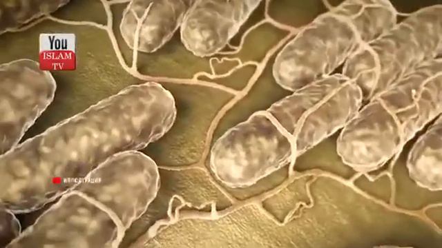 Кому какое мясо можно а кому нельзя Часть 1 смотреть онлайн