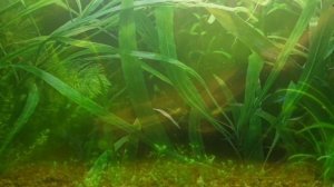 ПОЧЕМУ ЗЕЛЕНЕЕТ ВОДА В АКВАРИУМЕ И КАК С ЭТИМ БОРОТЬСЯ