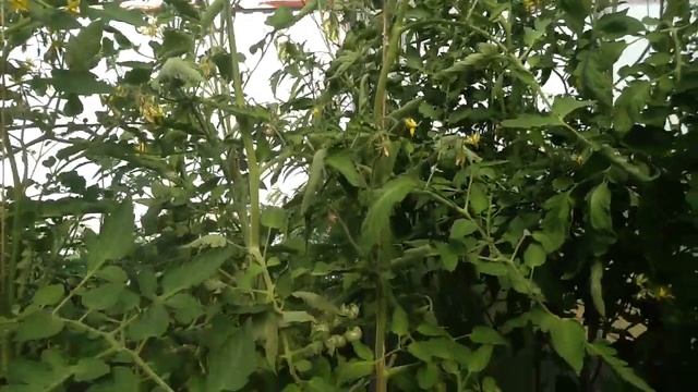 Обзор ТОМАТОВ В ТЕПЛИЦЕ. 12.07. смотреть онлайн