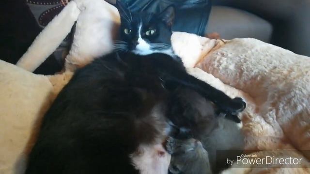 🐈КОТЯТАМ 2 НЕДЕЛИ 🐈 смотреть онлайн