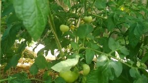 Тонкий стебель на томатах, срочно , что делать #томаты