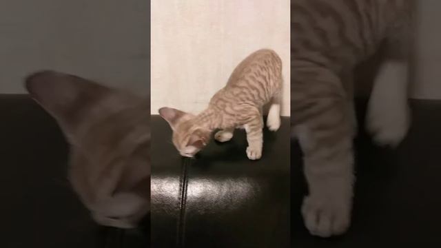 котенок ,,сфинкс донской,,1,5 м. смотреть онлайн