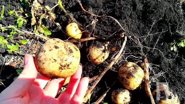 ВЫкопали картошКУ/ Почему мелкая?Рум тур картошКИ смотреть онлайн