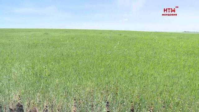 Органическое Земледелие в Мордовии