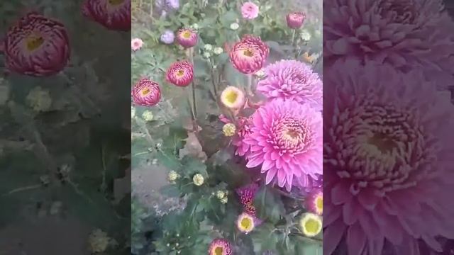 Хризантема "Английская розовая (Алёнушка) смотреть онлайн