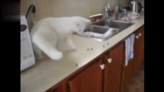 Забавные Кошки, ворующие Еду! Постарайтесь Не Смеяться! смотреть онлайн